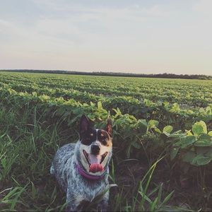 Meet your Posher, Bailey